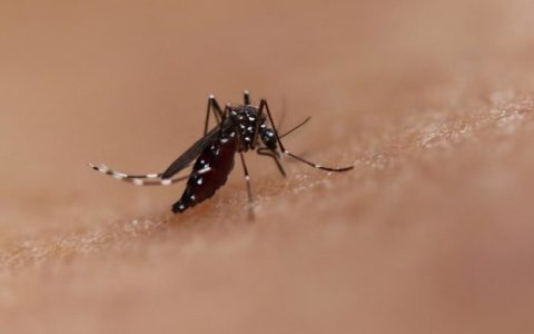 超强材料石墨烯新用途：干扰蚊子感应器的防蚊衣