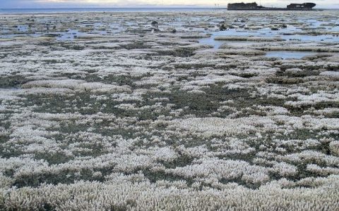 科学家们研究出珊瑚中抗暖化的基因，希望借此基因编辑珊瑚以抵抗气候变迁