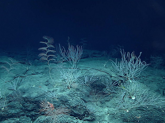 科学家通过汞污染发现海底深处也被人为污染了