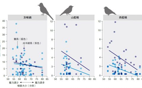 研究表明：噪音会导致鸟类压力增大