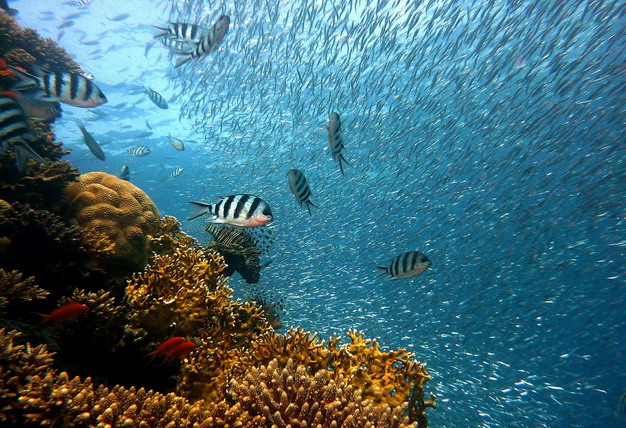 改变珊瑚礁的基因来抵抗逐渐升温的海水
