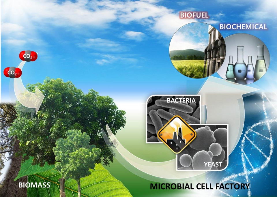 使用微生物作为木质生物质原料生产生物燃料的概念图。图片来源：韩国科学技术研究院（KIST）