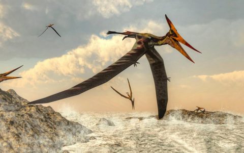 翼龙早期近亲化石被发现，填补了翼龙进化史中的空白
