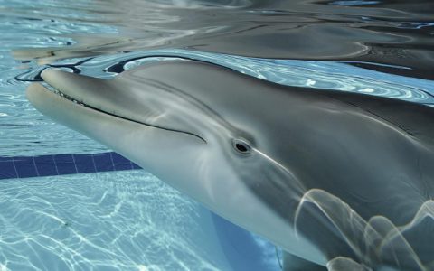逼真的机器海豚将代替海洋公园里的真海豚进行表演