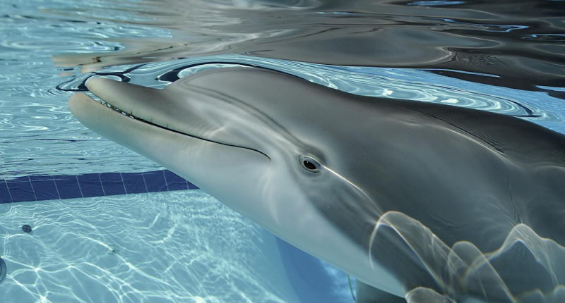 逼真的机器海豚将代替海洋公园里的真海豚进行表演
