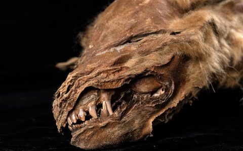 在加拿大永久冻土层中发现了57000岁的幼狼木乃伊尸体