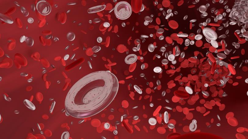 ▲造血干细胞专责分化产生不同的血球细胞。