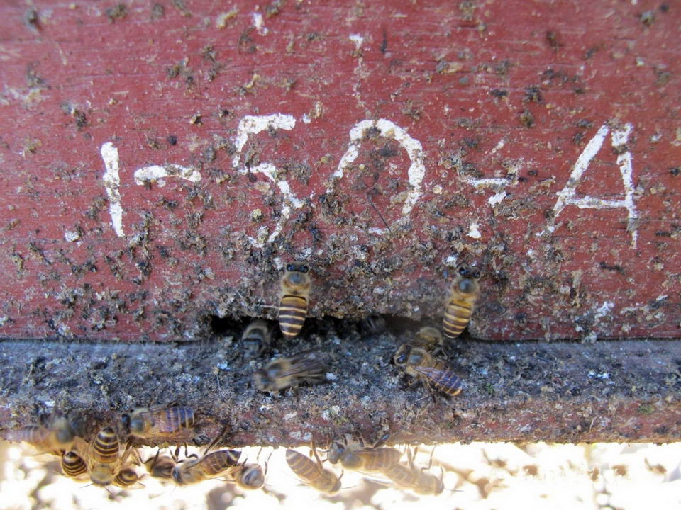蜂在蜂巢的入口处使用动物粪便来抵御大黄蜂的袭击。图片来源：Heather Mattila / Wellesley College