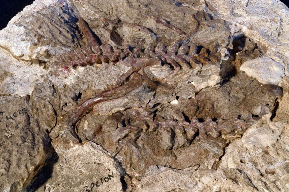 来自阿根廷约2.35亿年的Lagerpeton（臀部，腿部和椎骨）的部分骨骼。进一步检查该标本有助于将Lagerpeton的特征与翼龙联系起来。照片由Sterling Nesbitt提供