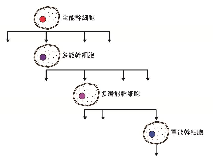▲不同分化能力的干细胞（注1），由能力高至能力低排列。