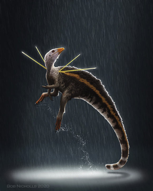 科学家新发现一种白垩纪恐龙Ubirajara jubatus：身背长剑行为类似于孔雀