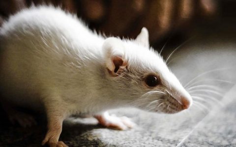 抑制15-PDGH蛋白就能让年老老鼠拥有强壮的体态