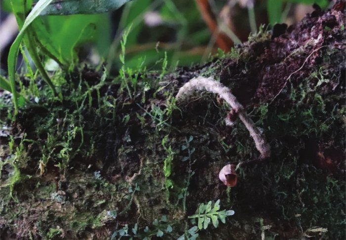 Gastrodia agnicellus喜欢长着大树下面的枯枝败叶当中