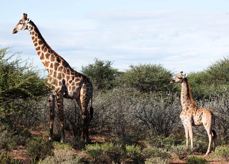 科学家发现两只“矮子”长颈鹿