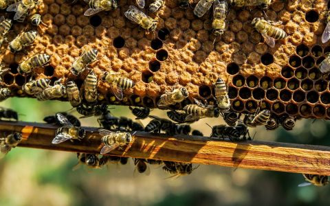 为什么蜜蜂蜇人以后会死去？为什么不进化出不会死亡？