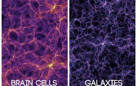 大脑神经元的结构跟可观测宇宙有着惊人的相似度