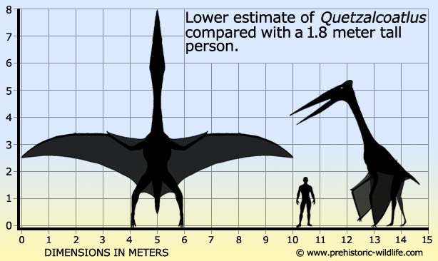 风神翼龙和人的大小对比图
