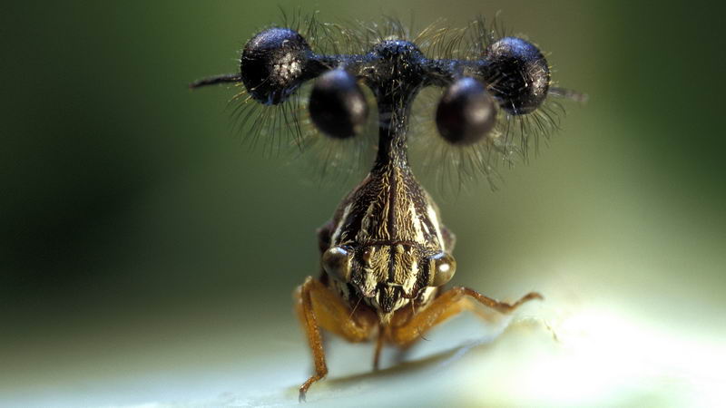 巴西树蝉 Brazilian treehopper