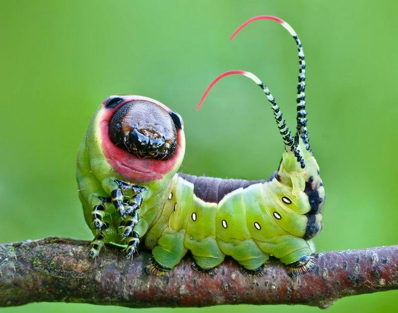 黑带二尾舟蛾 Puss moth larva