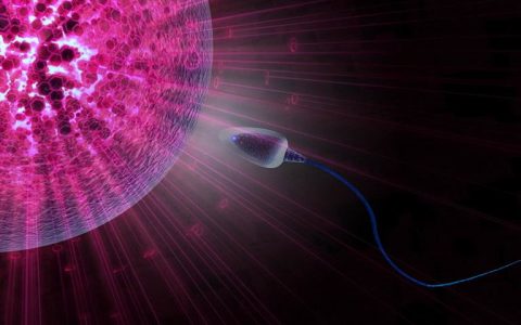 为什么卵细胞会比精子细胞大一万倍？科学家揭露生物学与物理学完美的结合过程！