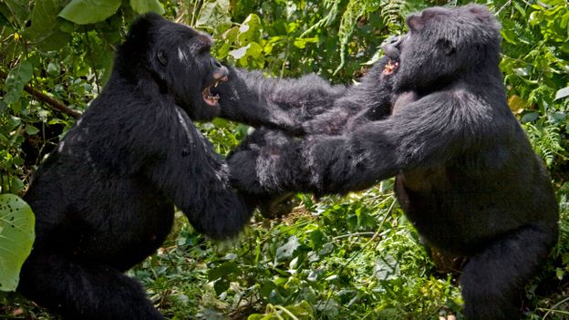 黑猩猩联盟协同作战杀死大猩猩