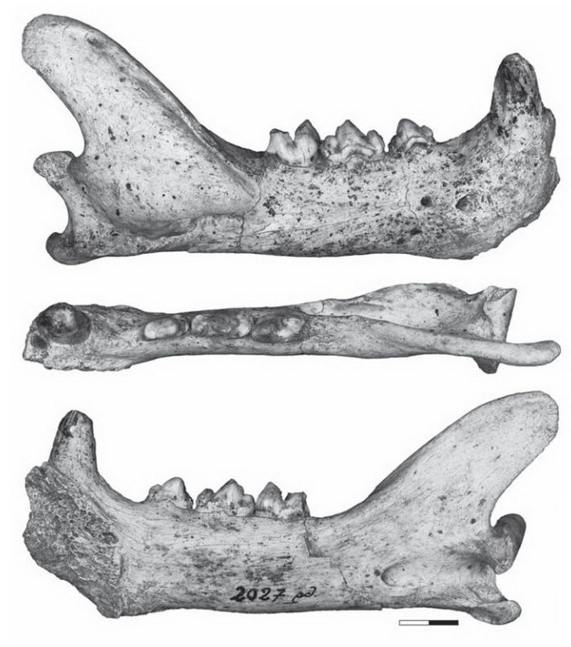 在亚洲西部格鲁吉亚发现的欧美洲豹化石，是亚洲亚种