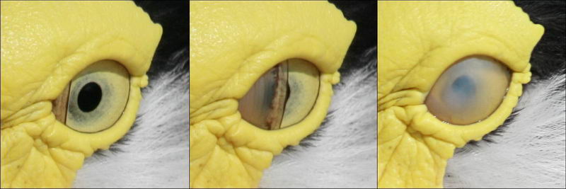 鸟类的眼睛具有瞬膜，在保护眼睛的同时还能保有部分视觉。