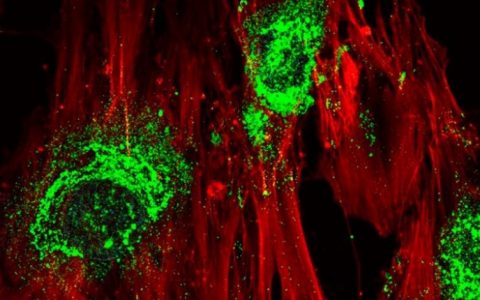 科学家通过声波将干细胞转变成骨头细胞