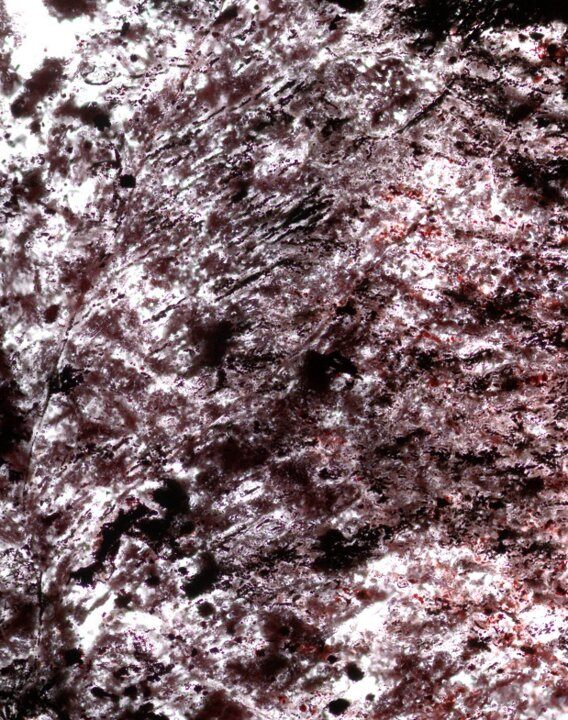 图片说明：由赤铁矿组成厘米大小的梳状分枝和平行排列的细丝，有的带有扭曲、管状和不同类型的赤铁矿球体。这些可能是地球上最古老细菌的微化石，生活在加拿大魁北克省海底热液喷口附近，它们代谢铁、硫和二氧化碳。