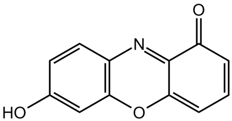 7-羟基吩恶嗪酮的化学结构式