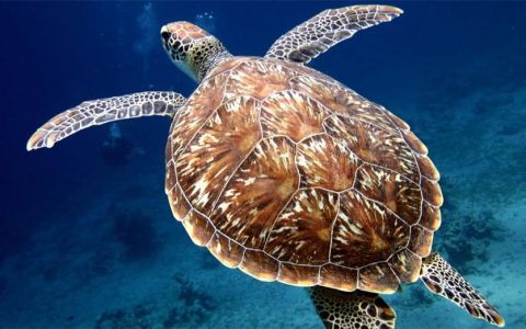 世界上最大的海龟是棱皮龟