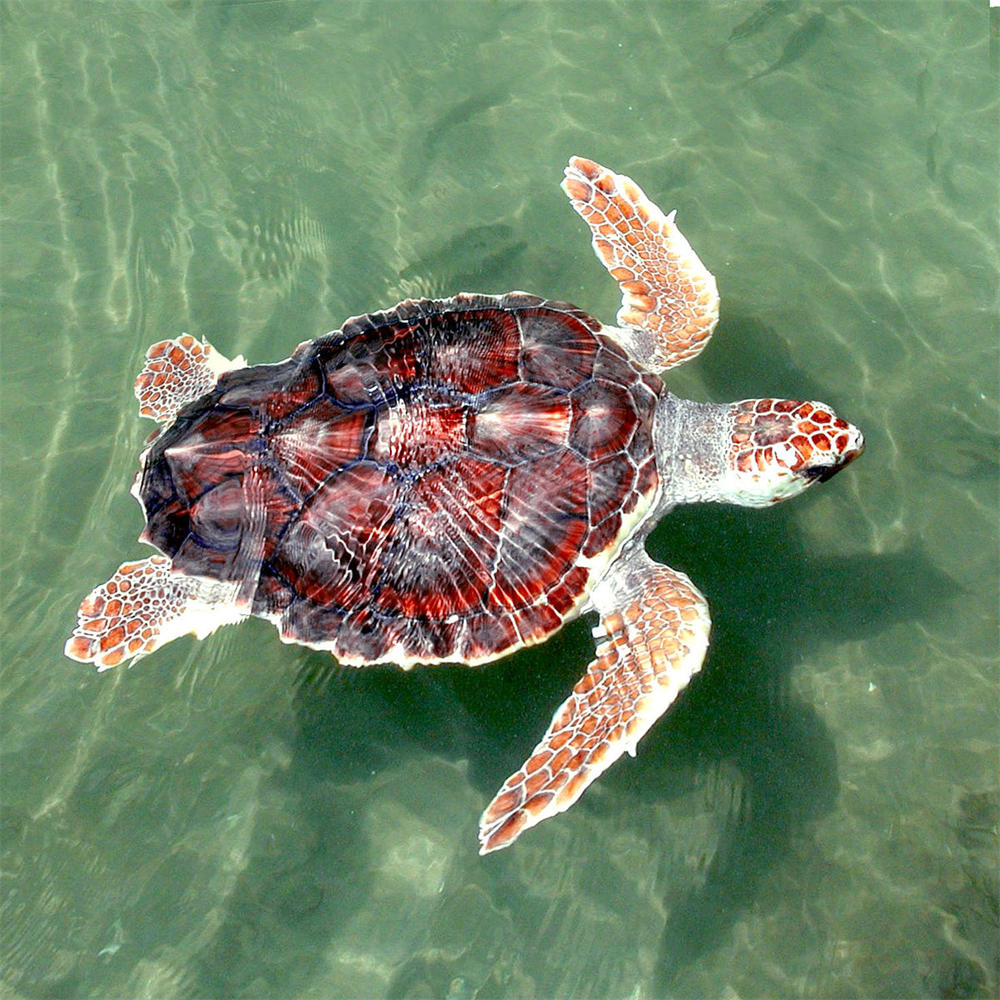 赤蠵龟（红头龟）图片