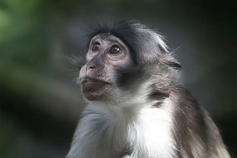 虽然命名为猴痘，但是目前只在猴子身上发现了一例猴痘病毒