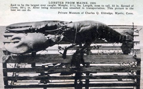 世界上最大的虾是波士顿龙虾，重量23公斤