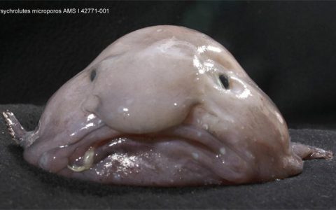 水滴鱼：世界上最悲伤的鱼