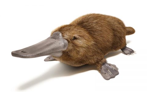 鸭嘴兽的进化：三叠纪时就和我们分离的原始哺乳动物