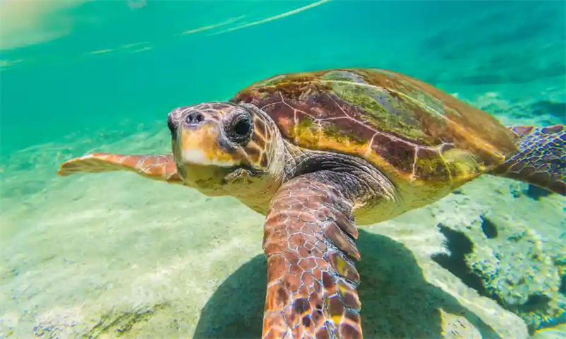 红海龟是最能憋气的动物，能在水下呆10个小时不用呼吸空气