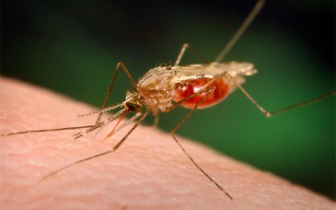 世界上最致命的动物：蚊子