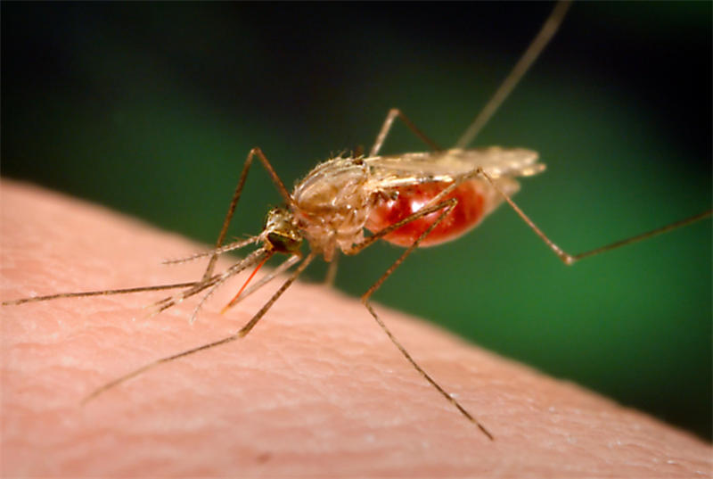 世界上最致命的动物：蚊子