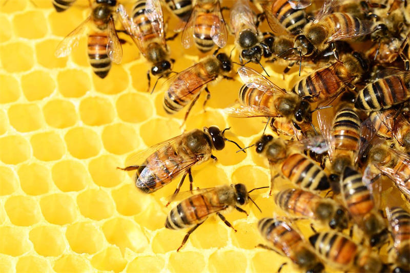 蜂蜜是蜜蜂酿制的