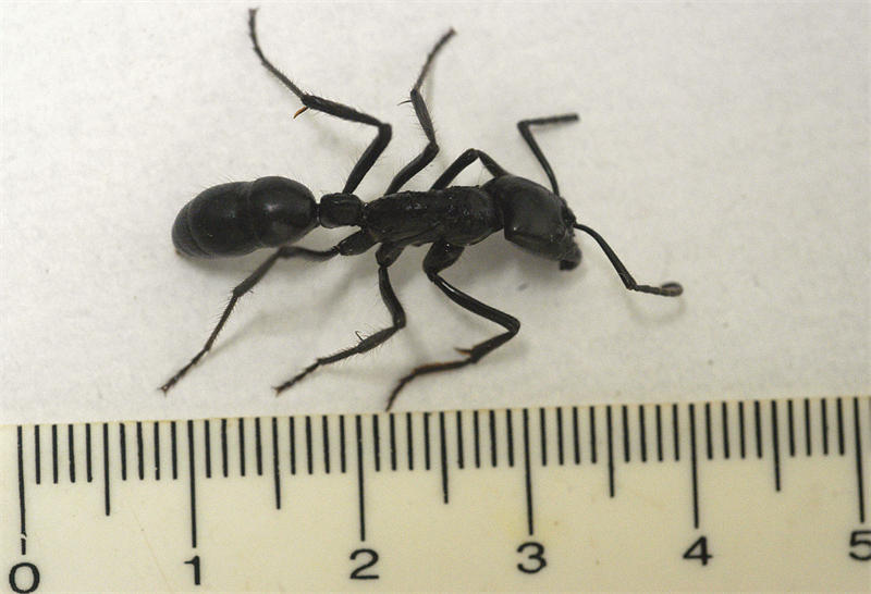 史前巨型蚂蚁图片