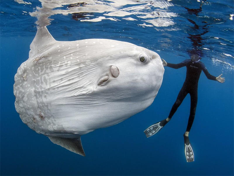 世界上最大的硬骨鱼是翻车鱼