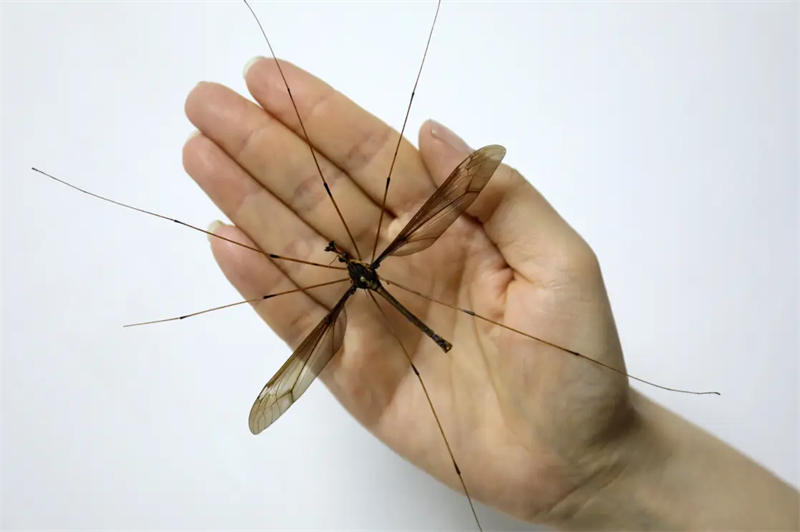 世界上最大的蚊子有巴掌这么大，还好不是吸血蚊子