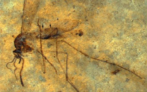 蚊子的进化史
