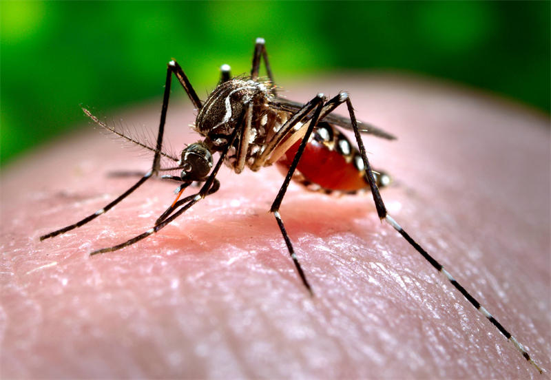 蚊子和人类的协同进化，在人类各种灭蚊防蚊措施压力下不断的进化