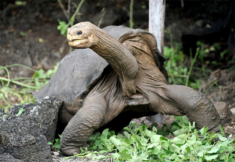 加拉帕戈斯象龟图片