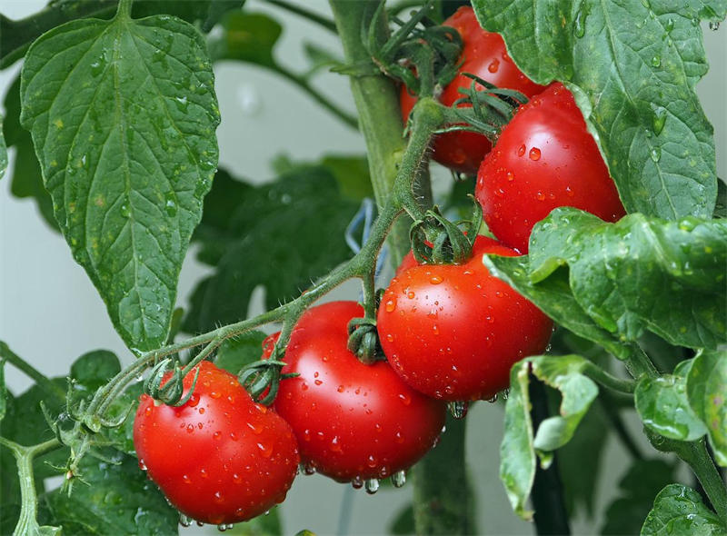 西红柿是世界上产量最大的水果