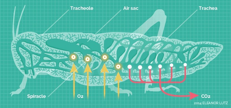 昆虫的呼吸循环示意图。