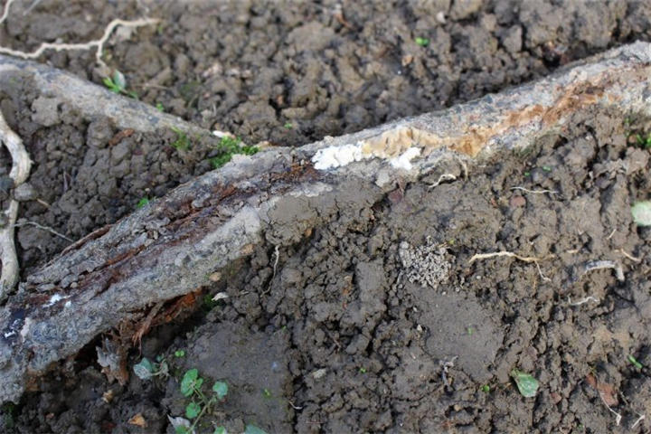 即使从带有菌丝面的病根表面土壤中，同样也分离不到活的褐根病菌。