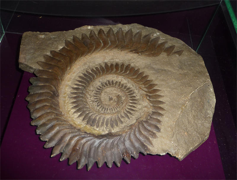 旋齿鲨奇怪的牙齿化石